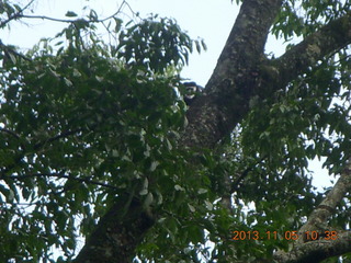 Uganda - farm resort - walk in the forest