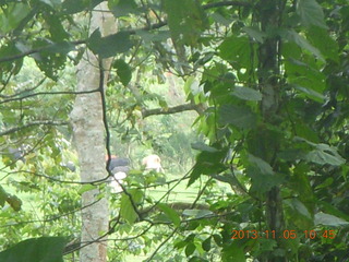 Uganda - farm resort - walk in the forest