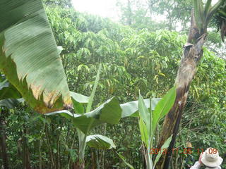 67 8f5. Uganda - farm resort - walk in the forest