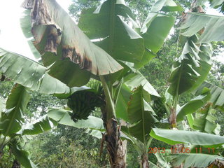 Uganda - farm resort - walk in the forest