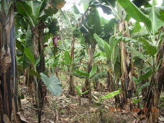 69 8f5. Uganda - farm resort - walk in the forest