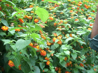 70 8f5. Uganda - farm resort - walk in the forest - flowers