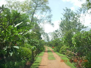 74 8f5. Uganda - farm resort - walk in the forest