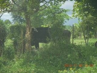 Uganda - farm resort - walk in the forest