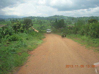 Uganda - farm resort - walk in the forest