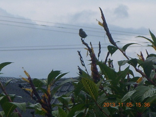 Uganda - Mountain of the Moon hotel