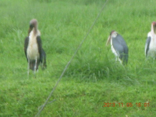 Uganda - Mountain of the Moon hotel - birds