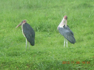 Uganda - Mountain of the Moon hotel - birds