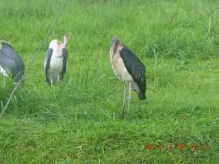 Uganda - Mountain of the Moon hotel - large birds