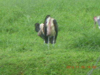 Uganda - Mountain of the Moon hotel - large birds