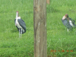 Uganda - Mountain of the Moon hotel - large birds