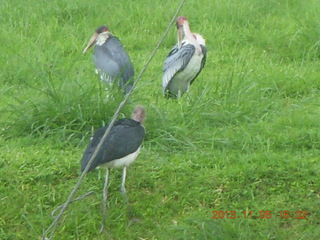 Uganda - Mountain of the Moon hotel - large birds