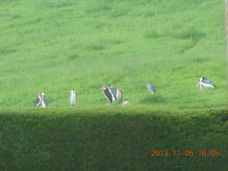 Uganda - Mountain of the Moon hotel - large  birds