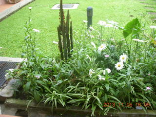 Uganda - Mountain of the Moon hotel - flowers