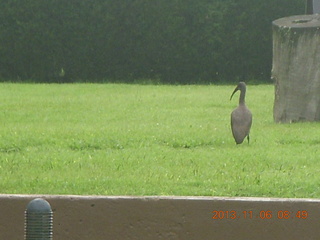 24 8f6. Uganda - Mountain of the Moon hotel - horn-bill bird