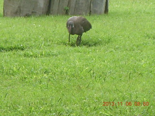 26 8f6. Uganda - Mountain of the Moon hotel - horn-bill bird