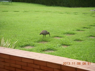 Uganda - Mountain of the Moon hotel - horn-bill bird