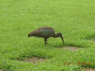 30 8f6. Uganda - Mountain of the Moon hotel - horn-bill bird