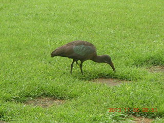 31 8f6. Uganda - Mountain of the Moon hotel - horn-bill bird