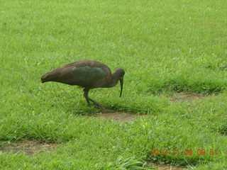 32 8f6. Uganda - Mountain of the Moon hotel - horn-bill bird