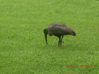 33 8f6. Uganda - Mountain of the Moon hotel - horn-bill bird