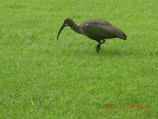 34 8f6. Uganda - Mountain of the Moon hotel - horn-bill bird