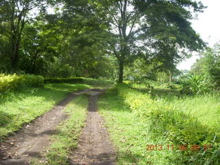 Uganda - Mountain of the Moon hotel - horn-bill bird