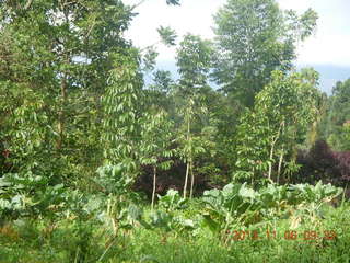 Uganda - Mountain of the Moon hotel - horn-bill bird