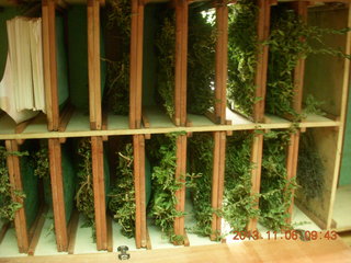 Uganda - Tooro Botanical Garden - herb drying