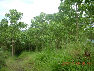 Uganda - Tooro Botanical Garden - herb drying