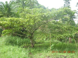 Uganda - Tooro Botanical Garden