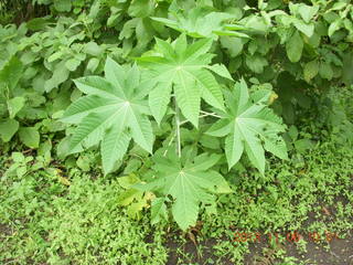 Uganda - Tooro Botanical Garden