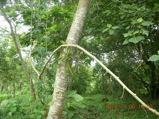 Uganda - Tooro Botanical Garden