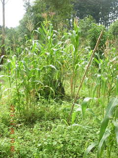 75 8f6. Uganda - Tooro Botanical Garden