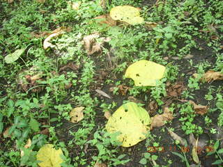 Uganda - Tooro Botanical Garden