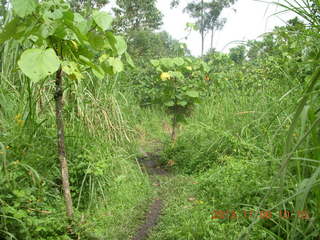 78 8f6. Uganda - Tooro Botanical Garden