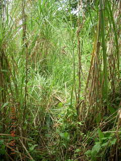 Uganda - Tooro Botanical Garden - asthma herb sign