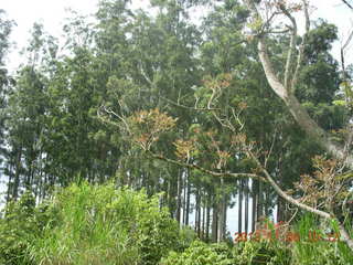 Uganda - Tooro Botanical Garden