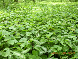 Uganda - Tooro Botanical Garden