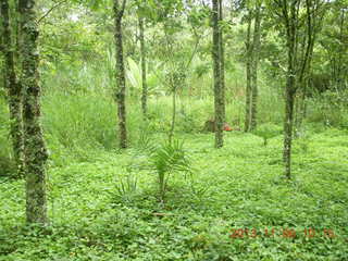 Uganda - Tooro Botanical Garden