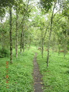 90 8f6. Uganda - Tooro Botanical Garden