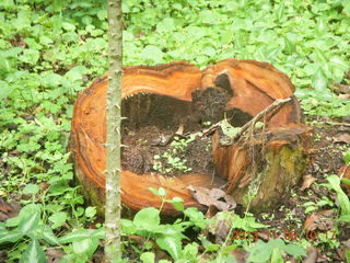 91 8f6. Uganda - Tooro Botanical Garden