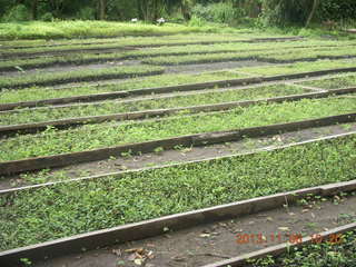 Uganda - Tooro Botanical Garden