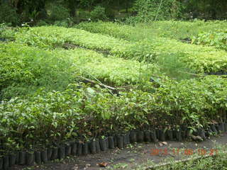 Uganda - Tooro Botanical Garden