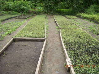 100 8f6. Uganda - Tooro Botanical Garden