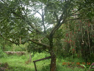 Uganda - Tooro Botanical Garden