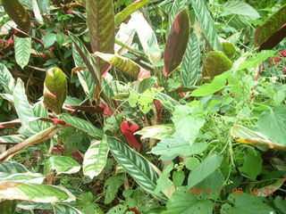 Uganda - Tooro Botanical Garden