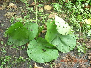 Uganda - Tooro Botanical Garden - flowers