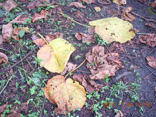 Uganda - Tooro Botanical Garden