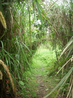 116 8f6. Uganda - Tooro Botanical Garden